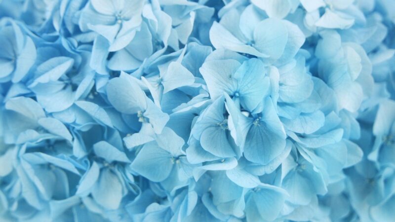 Preserved hydrangea Kiara- 1 head - Baby blue