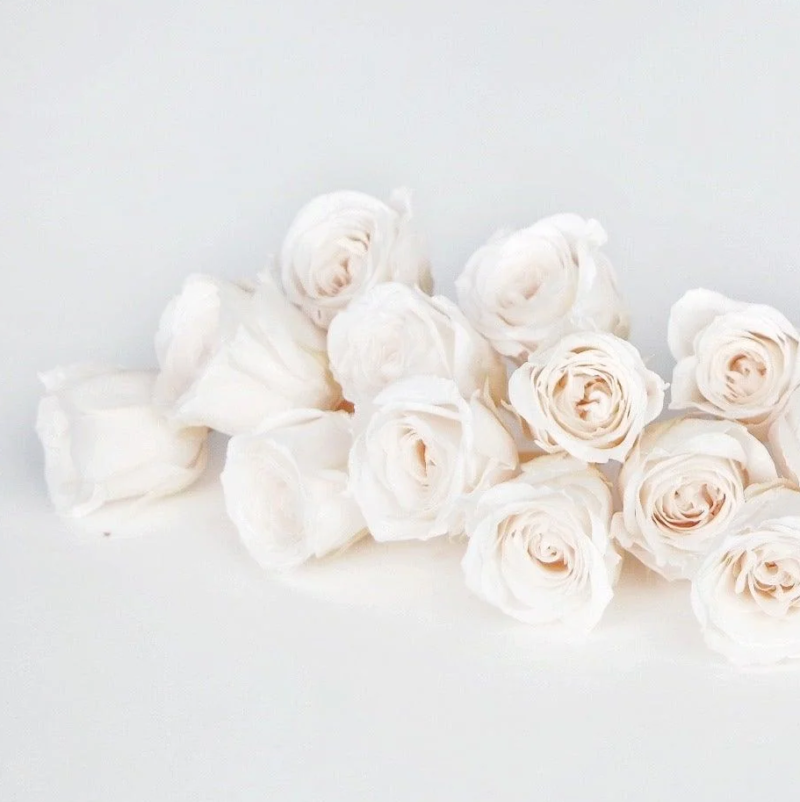 Roses preserved Vivian Earth Matters - - White champagne